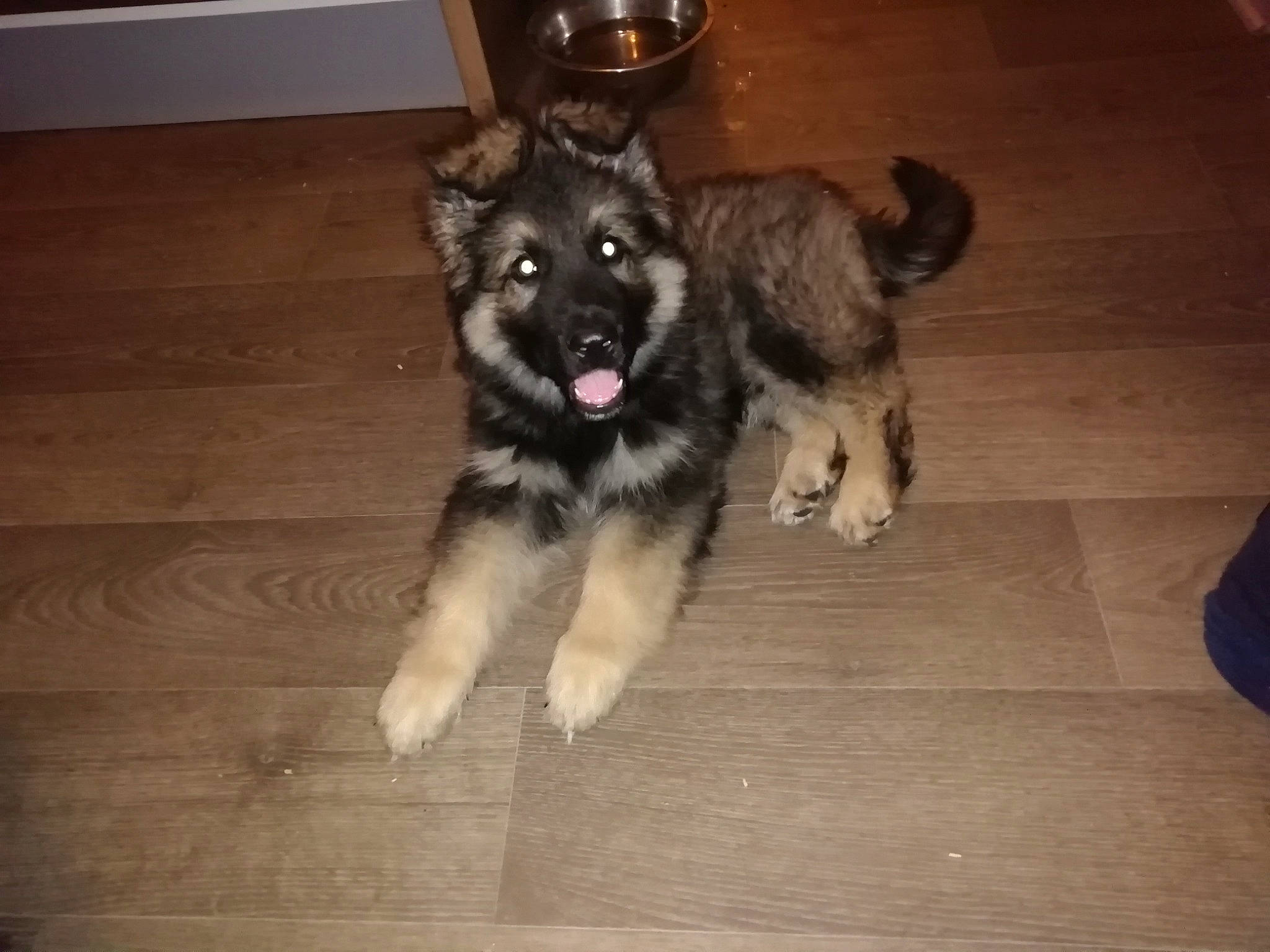 Parise a rejoint le concours — aidez-le/la à gagner de superbes lots ! canidae, carnivore, dog, dog_breed, eurasier, fawn, mammal, native_american_indian_dog, norwegian_elkhound, puppy, rare_breed_dog, siberian_husky, sporting_group, tamaskan_dog, vertebrate, west_siberian_laika