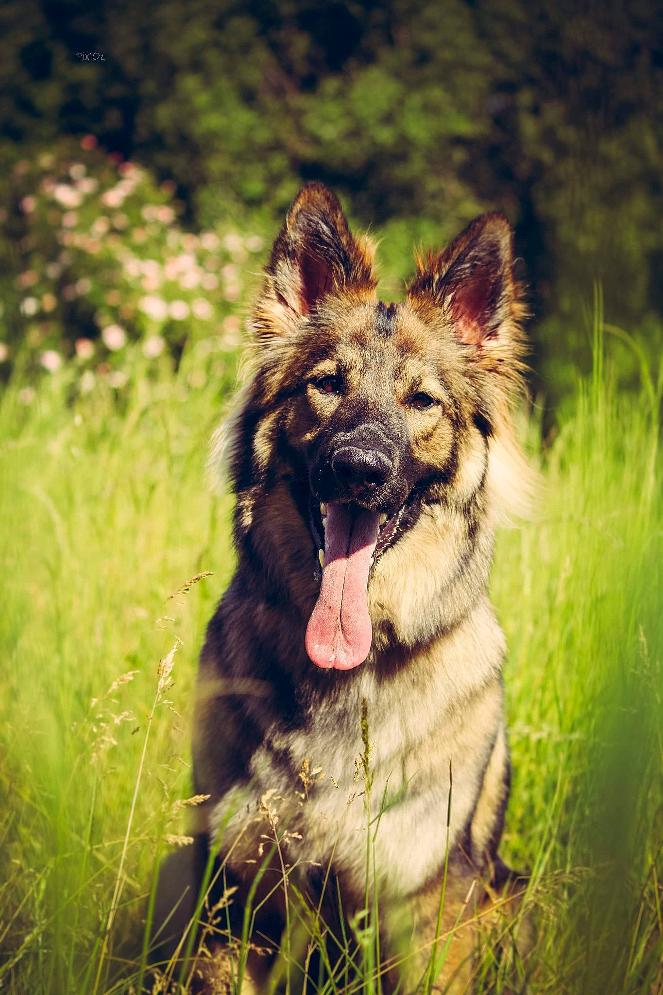 Parise participe au concours pour gagner de l'argent avec cette photo : belgian_shepherd, bohemian_shepherd, canidae, carnivore, dog, dog_breed, east_european_shepherd, german_shepherd_dog, grass, king_shepherd, kunming_wolfdog, mammal, native_american_indian_dog, old_german_shepherd_dog, rare_breed_dog, shiloh_shepherd_dog, snout, tervuren, vertebrate, wildlife