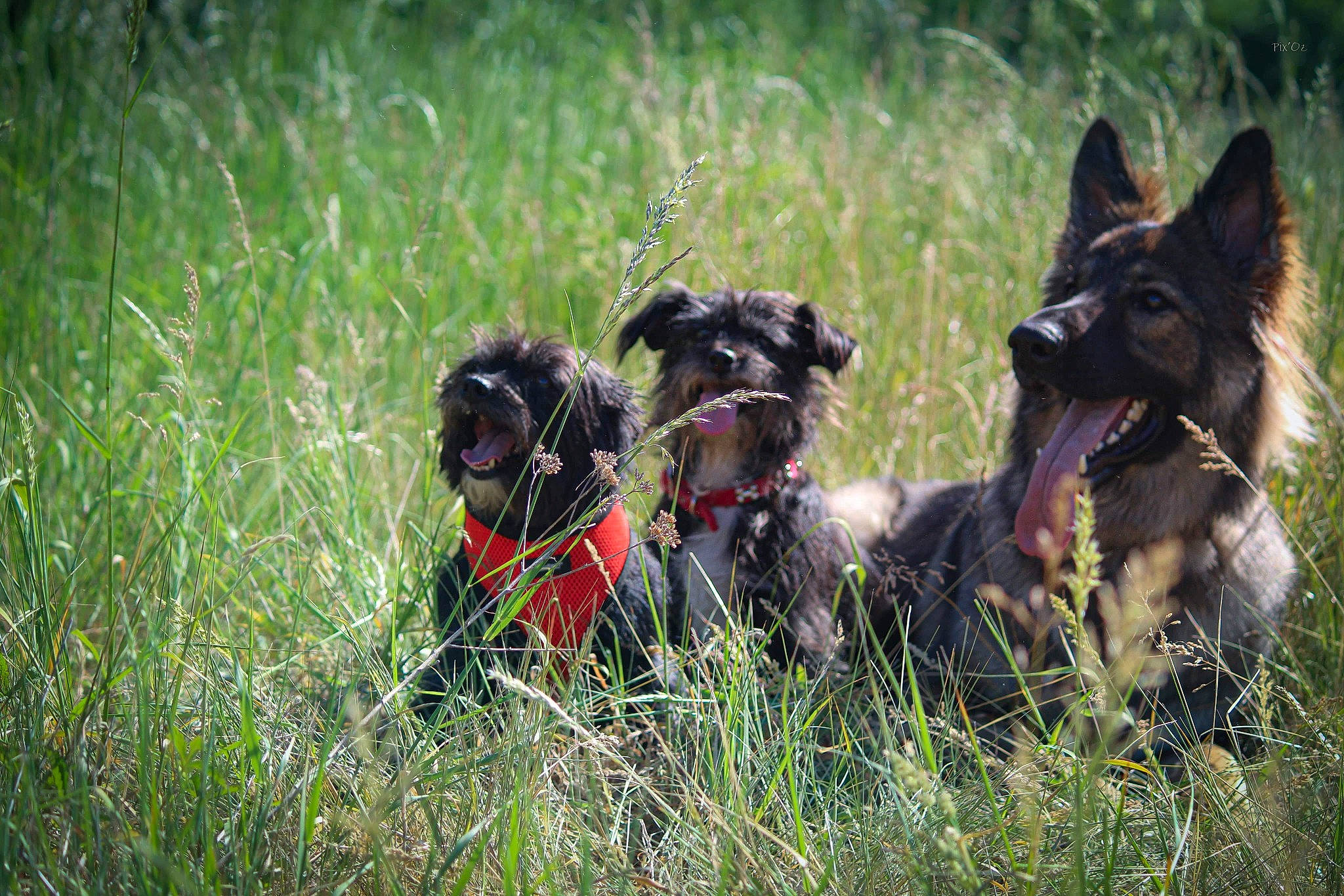 Parise a rejoint le concours — aidez-le/la à gagner de superbes lots ! berger_picard, cairn_terrier, canidae, carnivore, dog, dog_breed, grass, mammal, puppy, sporting_group, terrier, vertebrate, working_dog