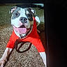 dog, pet, indoor, carpet, red_shirt, tongue_out, happy, animal, canine, playful, collar, leash, smiling, front_legs, fur, ears, nose, mouth, paw, lying_down