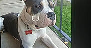 Duece is registered to the contest to win money with this photo: animal, balcony, collar, daylight, dog, ears, fur, green_grass, outdoor, paw, pet, quiet, railings, residential_area, resting, sidewalk, snout, tag, tree, window