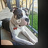dog, pet, balcony, outdoor, railings, green_grass, sidewalk, tree, collar, tag, daylight, resting, quiet, animal, fur, ears, snout, paw, residential_area, window