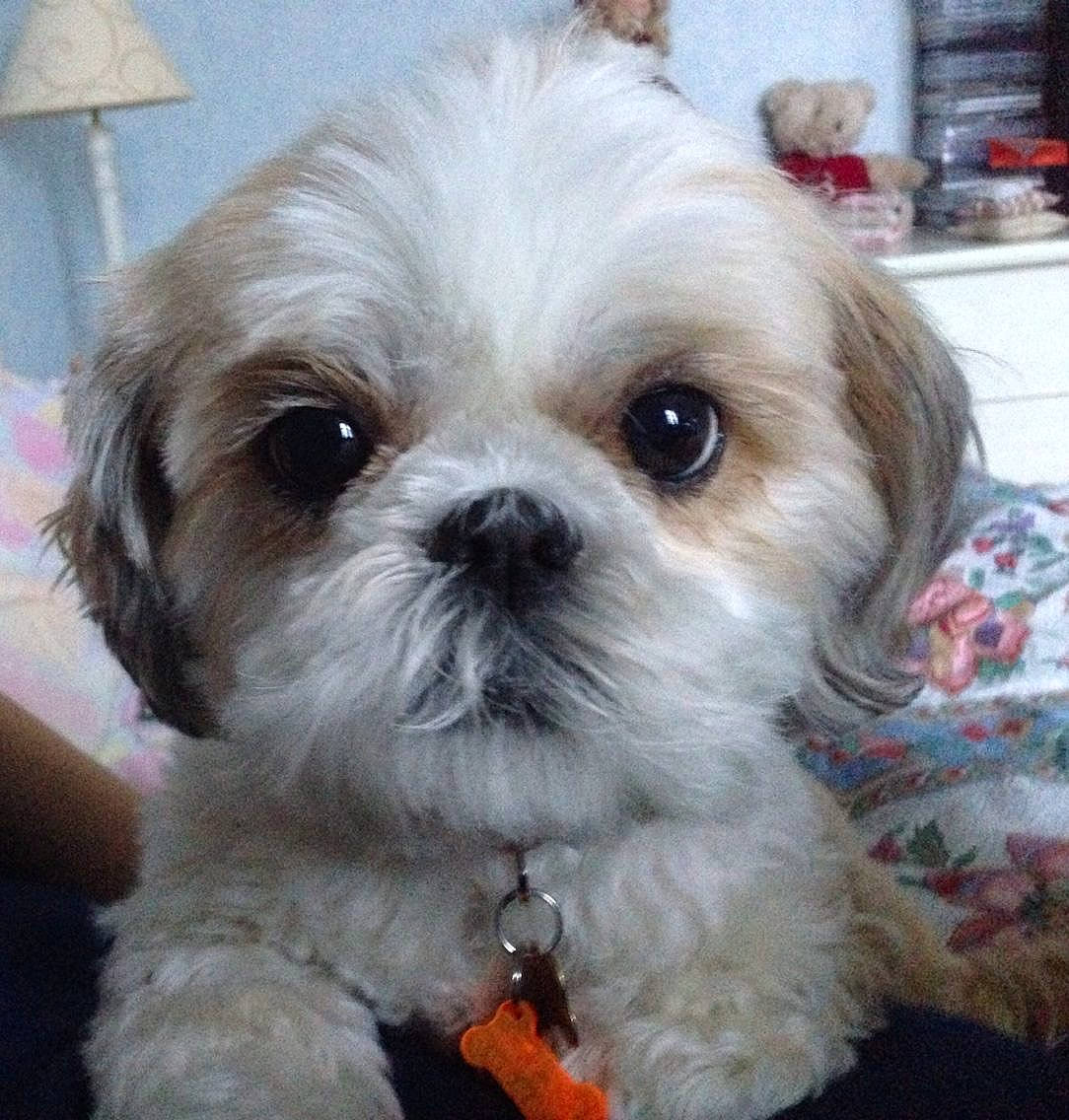 Della participe au concours pour gagner de l'argent avec cette photo : canidae, carnivore, chinese_imperial_dog, companion_dog, dog, dog_breed, kyi_leo, lhasa_apso, lowchen, mal_shi, maltepoo, mammal, morkie, pekapoo, poodle_crossbreed, puppy, shih_poo, shih_tzu, snout, vertebrate