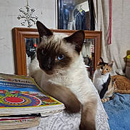 Sebastian is registered to the contest to win money with this photo: blanket, book, brown_cat, calico_cat, cat, coloring_book, cozy, curious, decor, domestic, furniture, indoor, mirror, orange_cat, paw, pet, relaxed, room, table, wall