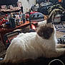 Sebastian is registered to the contest to win money with this photo: animal, cat, clutter, comfort, cozy, domestic, fur, furniture, heater, household_items, indoor, living_room, mammal, pet, propane_tank, relaxing, rug, siamese_cat, table, warm