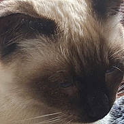 Sebastian is registered to the contest to win money with this photo: animal, cat, close_up, closeup, cozy, cute, domestic_animal, ear, face, feline, fur, indoor, muzzle, pet, portrait, resting, siamese_cat, soft_light, whisker, whiskers