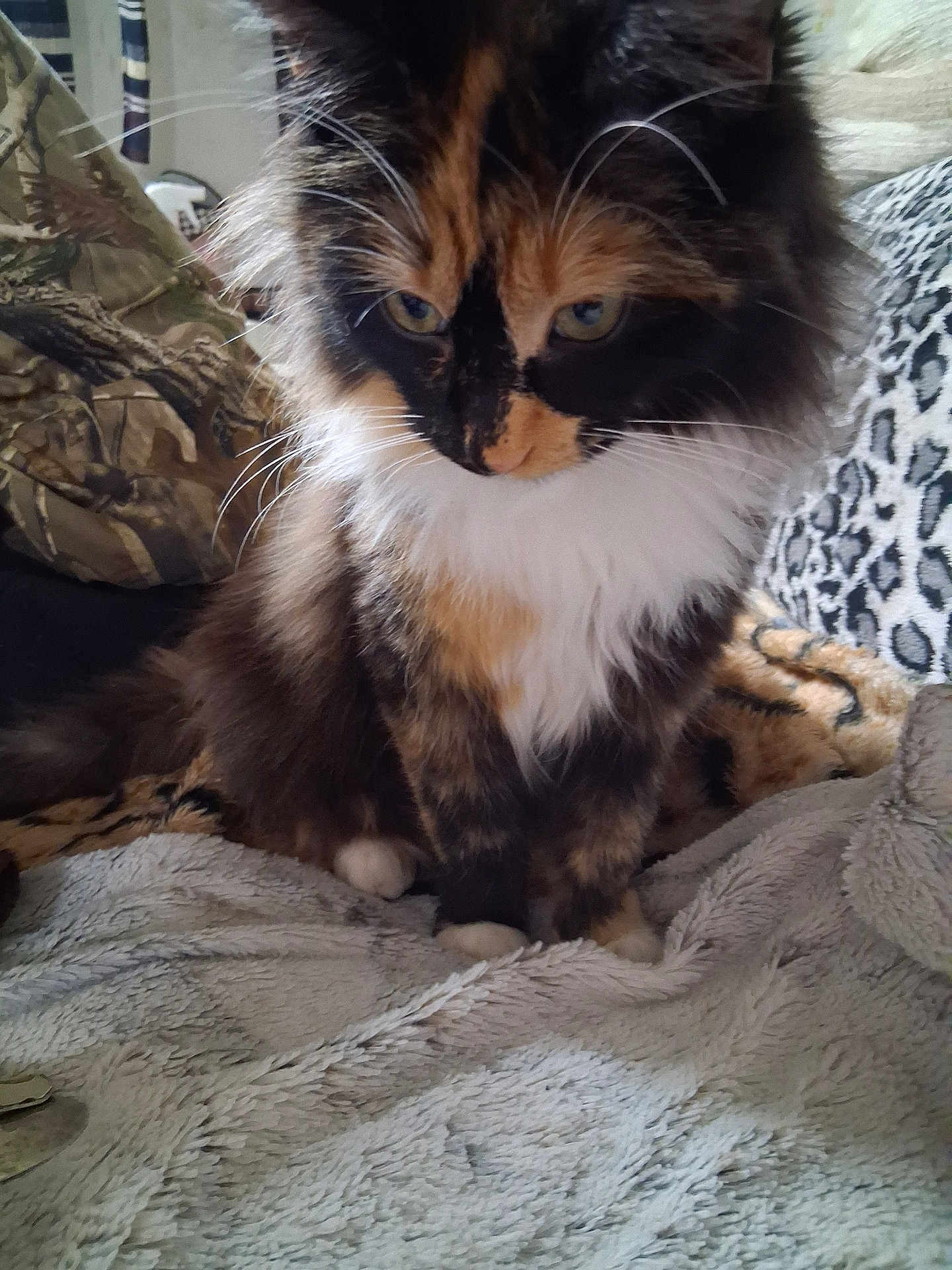 Ms.pusspuss is registered to the contest to win money with this photo: animal, blanket, calico, camouflage, cat, closeup, cozy, cute, feline, fluffy, fur, home, indoor, jacket, pet, relaxed, sitting, soft, texture, whiskers