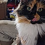 Ms.pusspuss is registered to the contest to win money with this photo: animal, background, calico, cat, close_up, clothing, cute, domestic, feline, fluffy, fur, furniture, green_eyes, household, indoor, mammal, pet, portrait, tongue_out, whiskers
