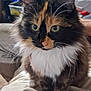 Ms.pusspuss is registered to the contest to win money with this photo: animal, blanket, calico, cat, closeup, cozy, curious, domestic, ears, eyes, feline, fluffy, fur, household, indoor, paws, pet, sitting, soft, whiskers