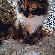 Ms.pusspuss joined the competition — help win amazing prizes! animal, blanket, cat, closeup, cozy, cute, domestic, feline, fluffy, fur, indoor, leaves_pattern, multicolor, pattern, paws, pet, resting, soft, texture, whiskers