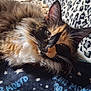 animal, blanket, cat, closeup, cozy, cute, ears, feline, fluffy, fur, indoor, leopard_print, multicolor, pet, relaxed, resting, sleepy, soft, star_pattern, whiskers