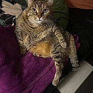 Mimine a rejoint le concours — aidez-le/la à gagner de superbes lots ! cat, tabby_cat, indoor, couch, blanket, purple_blanket, green_pillow, fur, pet, animal, relaxed, looking_at_camera, whiskers, tail, floor_tiles, black_couch, striped_fur, domestic_cat, cute, sitting
