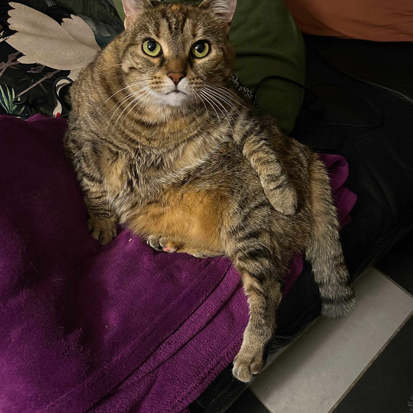 Mimine a rejoint le concours — aidez-le/la à gagner de superbes lots ! animal, black_couch, blanket, cat, couch, cute, domestic_cat, floor_tiles, fur, green_pillow, indoor, looking_at_camera, pet, purple_blanket, relaxed, sitting, striped_fur, tabby_cat, tail, whiskers