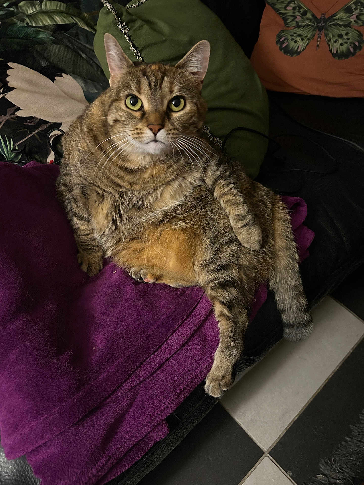 Mimine a rejoint le concours — aidez-le/la à gagner de superbes lots ! cat, tabby_cat, indoor, couch, blanket, purple_blanket, green_pillow, fur, pet, animal, relaxed, looking_at_camera, whiskers, tail, floor_tiles, black_couch, striped_fur, domestic_cat, cute, sitting