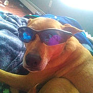 Bambi joined the competition — help win amazing prizes! canidae, carnivore, comfort, companion_dog, dog, dog_breed, eyewear, fawn, foot, fun, glasses, goggles, human_leg, leisure, personal_protective_equipment, selfie, snout, sporting_group, sunglasses, vision_care