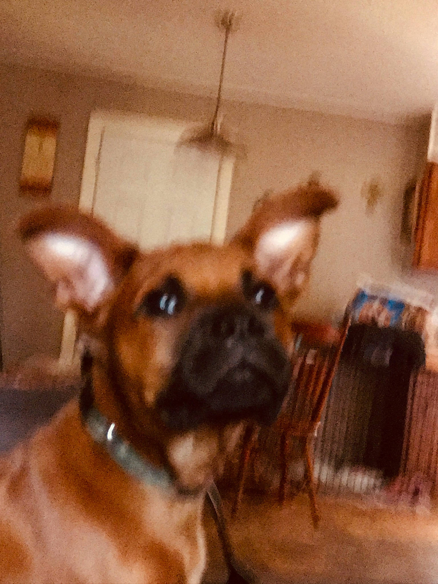 Rowdy is registered to the contest to win money with this photo: carnivore, collar, companion_dog, dog, dog_breed, dog_collar, ear, fawn, flooring, fur, guard_dog, hardwood, liver, pet_supply, snout, sporting_group, whiskers, window, wood, working_animal