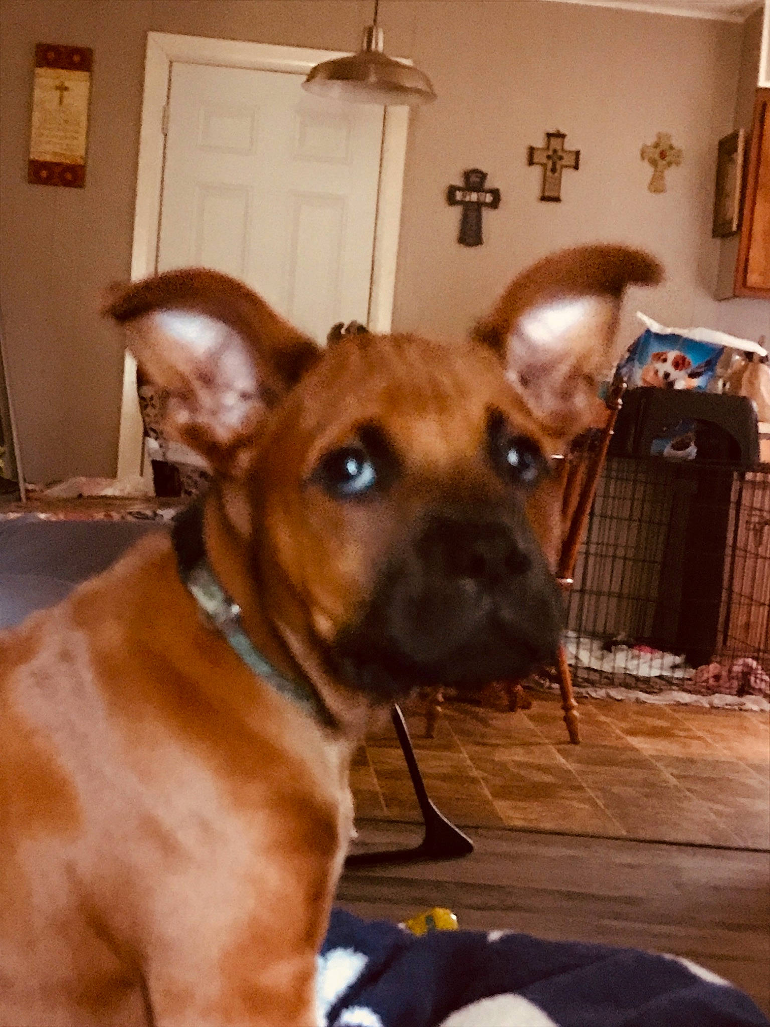 Rowdy is registered to the contest to win money with this photo: carnivore, collar, companion_dog, dog, dog_breed, dog_collar, dog_supply, ear, fawn, fur, guard_dog, hardwood, liver, pet_supply, picture_frame, toy_dog, whiskers, wood, working_animal, working_dog