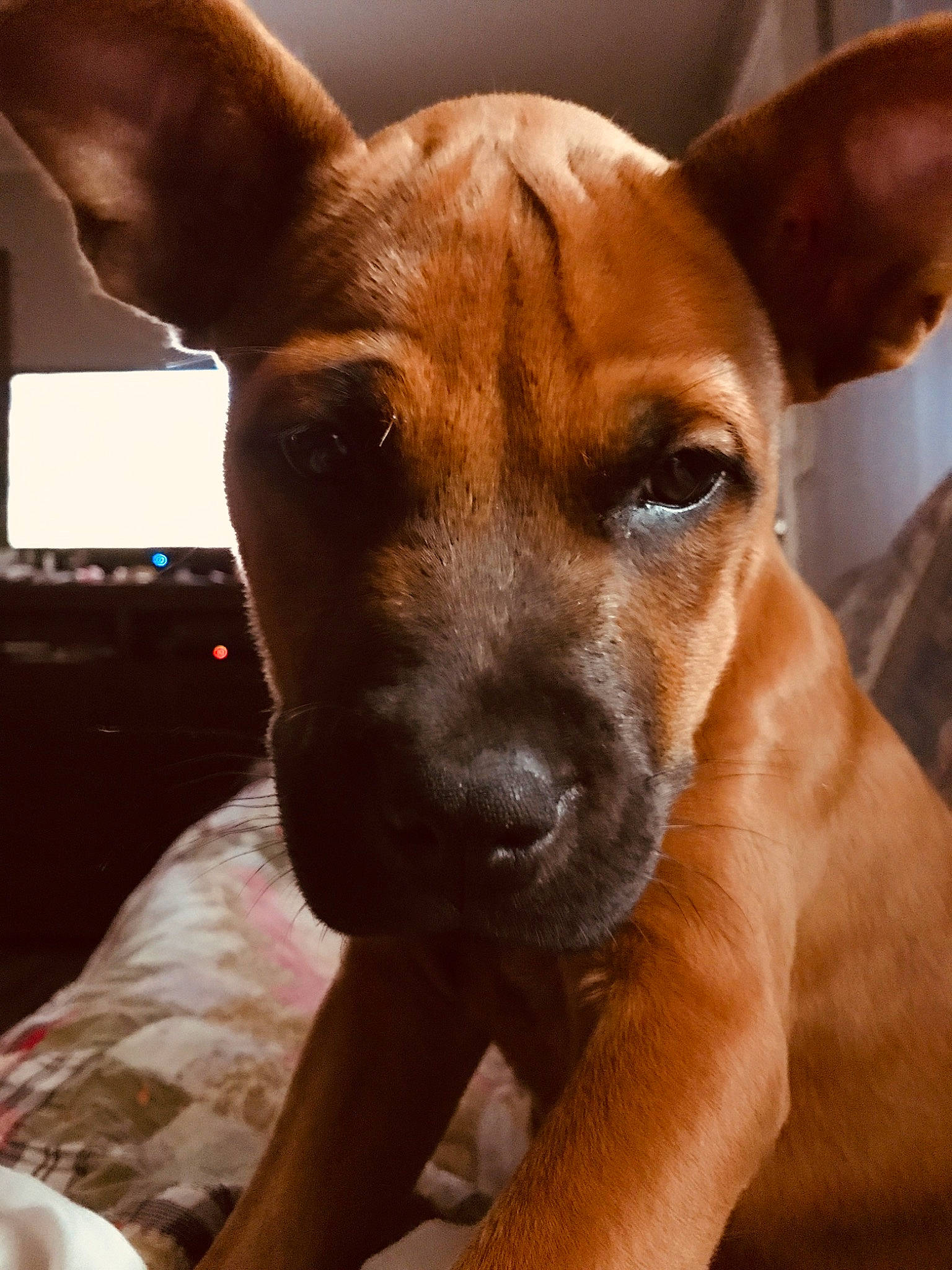 Rowdy is registered to the contest to win money with this photo: canidae, carnivore, collar, comfort, companion_dog, dog, dog_breed, dog_collar, ear, eye, fawn, fur, head, liver, non_sporting_group, snout, sporting_group, toy_dog, whiskers, working_animal