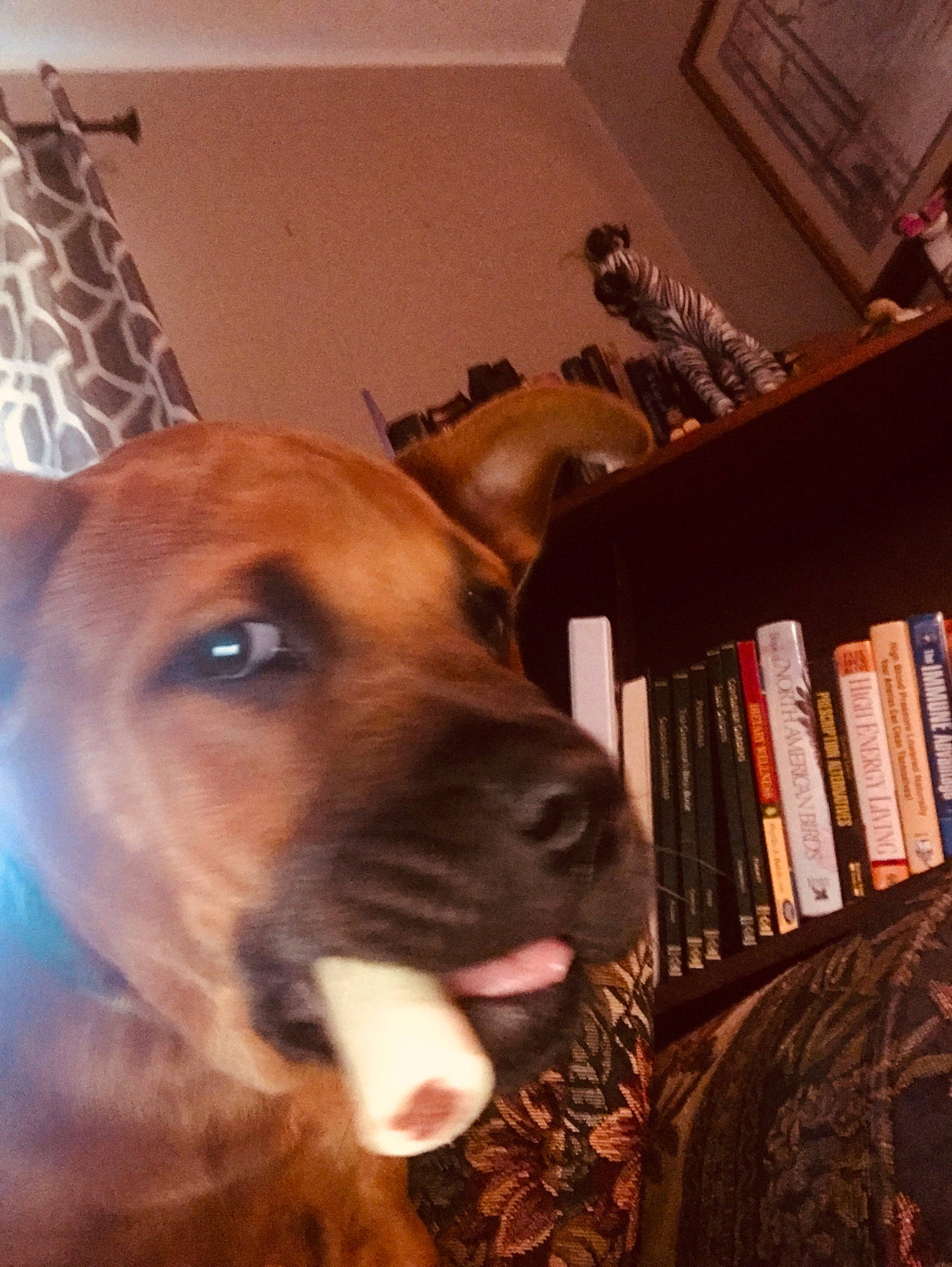 Rowdy joined the competition — help win amazing prizes! book, bookcase, carnivore, companion_dog, dog, dog_breed, ear, fawn, flooring, fur, hound, publication, scent_hound, shelf, shelving, snout, sporting_group, whiskers, wood, working_animal