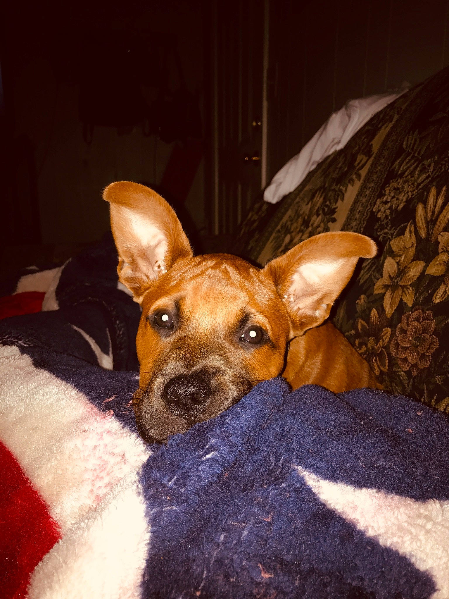 Rowdy joined the competition — help win amazing prizes! canidae, carnivore, comfort, companion_dog, dog, dog_breed, dog_sports, ear, eye, fawn, fur, head, non_sporting_group, puppy, snout, sporting_group, toy_dog, whiskers, wood, working_animal