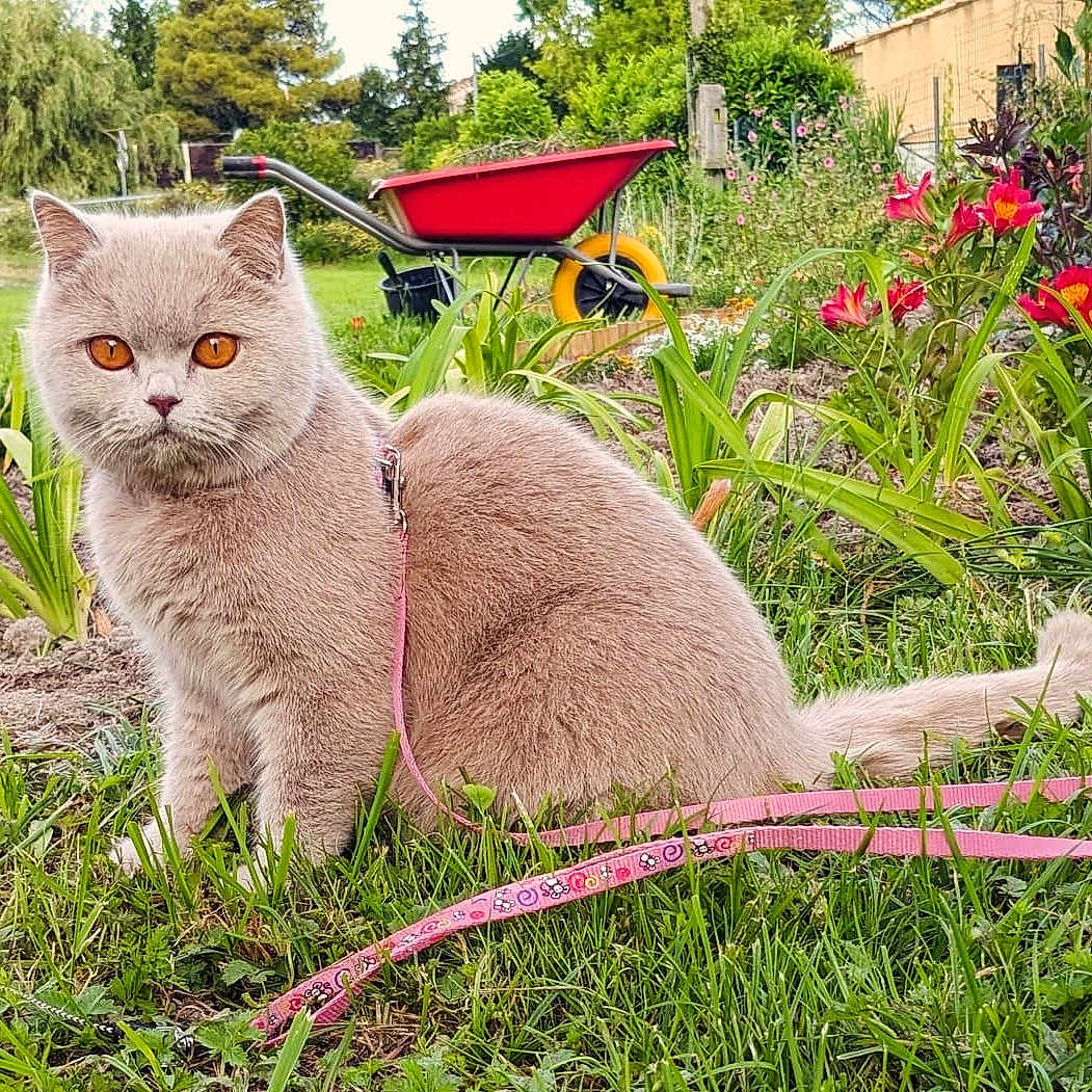 Uinnie a rejoint le concours — aidez-le/la à gagner de superbes lots ! animal, backyard, cat, garden, grass, herbal, herbs, jar, nature, outdoors, pet, plant, planter, pottedplant, pottery, soil, summer, vase, vegetation, yard