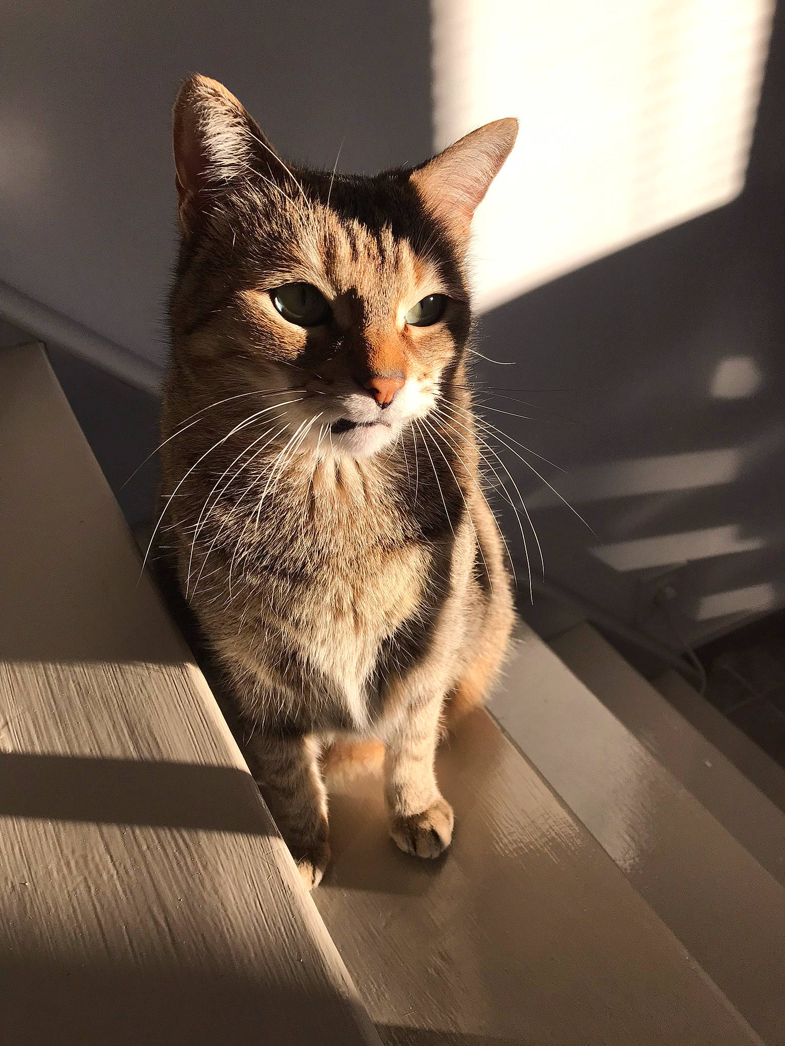 Paillette participe au concours pour gagner de l'argent avec cette photo : box, cardboard, carnivore, cat, domestic_short_haired_cat, eye, felidae, flooring, fur, grey, hardwood, paw, sitting, small_to_medium_sized_cats, snout, tail, tints_and_shades, whiskers, window, wood