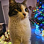 blurred_background, cat, christmas_tree, close_up, colorful, cozy, curious, decorations, domestic_animal, feline, festive, floor, holiday, home, indoor, lights, pet, soft_lighting, table, whiskers