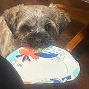 Teddy joined the competition — help win amazing prizes! dog, paper_plate, indoor, wooden_floor, wooden_chair, pet, animal, brown_fur, looking_up, playful, close_up, household, floor, table, domestic, cute, mouth, colorful, furniture, holding