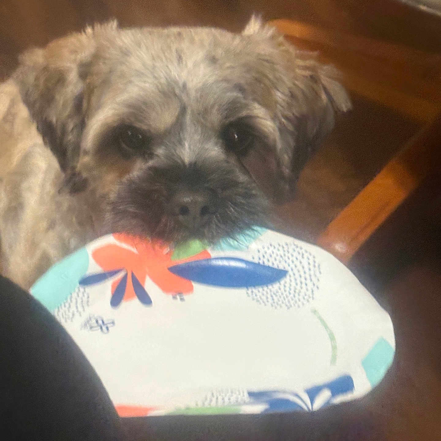 Teddy joined the competition — help win amazing prizes! dog, paper_plate, indoor, wooden_floor, wooden_chair, pet, animal, brown_fur, looking_up, playful, close_up, household, floor, table, domestic, cute, mouth, colorful, furniture, holding