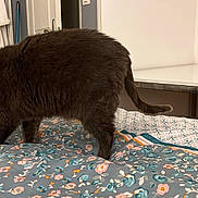 Pompom a rejoint le concours — aidez-le/la à gagner de superbes lots ! animal, bed, bedspread, cat, cozy, desk, domestic, feline, floral_pattern, furniture, gray_cat, home, indoor, pet, robe, room, soft_light, tail, walking, wall