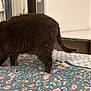 animal, bed, bedspread, cat, cozy, desk, domestic, feline, floral_pattern, furniture, gray_cat, home, indoor, pet, robe, room, soft_light, tail, walking, wall