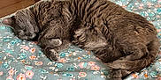 Pompom participe au concours pour gagner de l'argent avec cette photo : animal, bed, blanket, cat, close_up, cozy, curled_up, cute, domestic_cat, feline, floral_pattern, fur, gray_cat, indoor, pet, resting, sleeping, soft, warm_light, wooden_floor