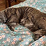 animal, bed, blanket, cat, close_up, cozy, curled_up, cute, domestic_cat, feline, floral_pattern, fur, gray_cat, indoor, pet, resting, sleeping, soft, warm_light, wooden_floor