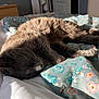 Pompom a rejoint le concours — aidez-le/la à gagner de superbes lots ! animal, bed, blanket, cat, comfort, cozy, feline, floral_pattern, gray_fur, home, indoor, nap, peaceful, pet, relaxation, resting, sleeping, soft_texture, sunlight, warm_light