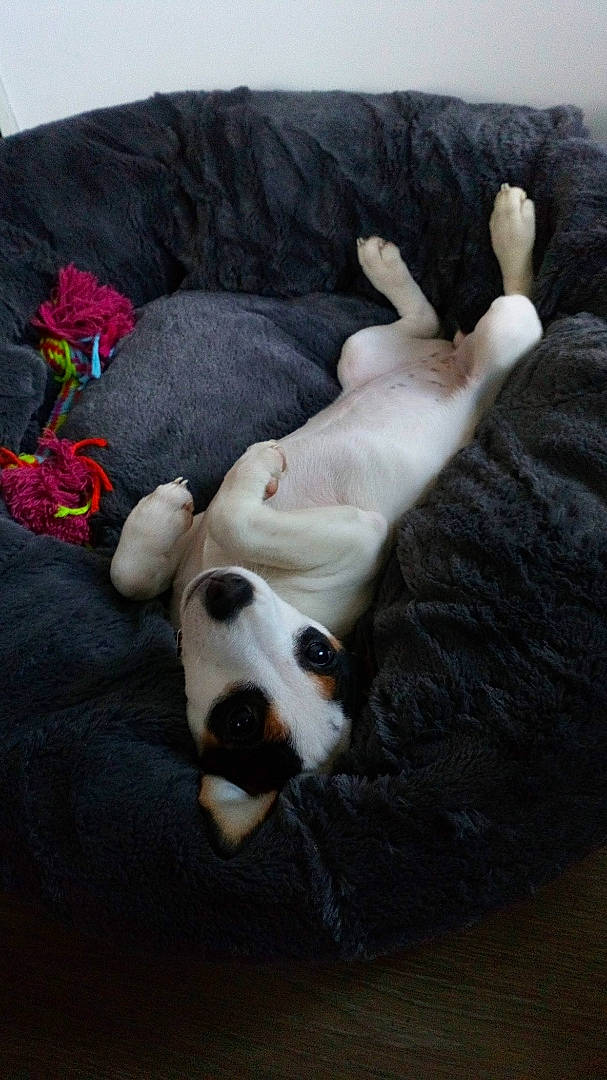 Caipi a rejoint le concours — aidez-le/la à gagner de superbes lots ! carnivore, comfort, companion_dog, couch, dog, dog_breed, dog_supply, dog_toy, felidae, fur, linens, paw, small_to_medium_sized_cats, snout, tail, toy, toy_dog, vertebrate, whiskers, working_animal