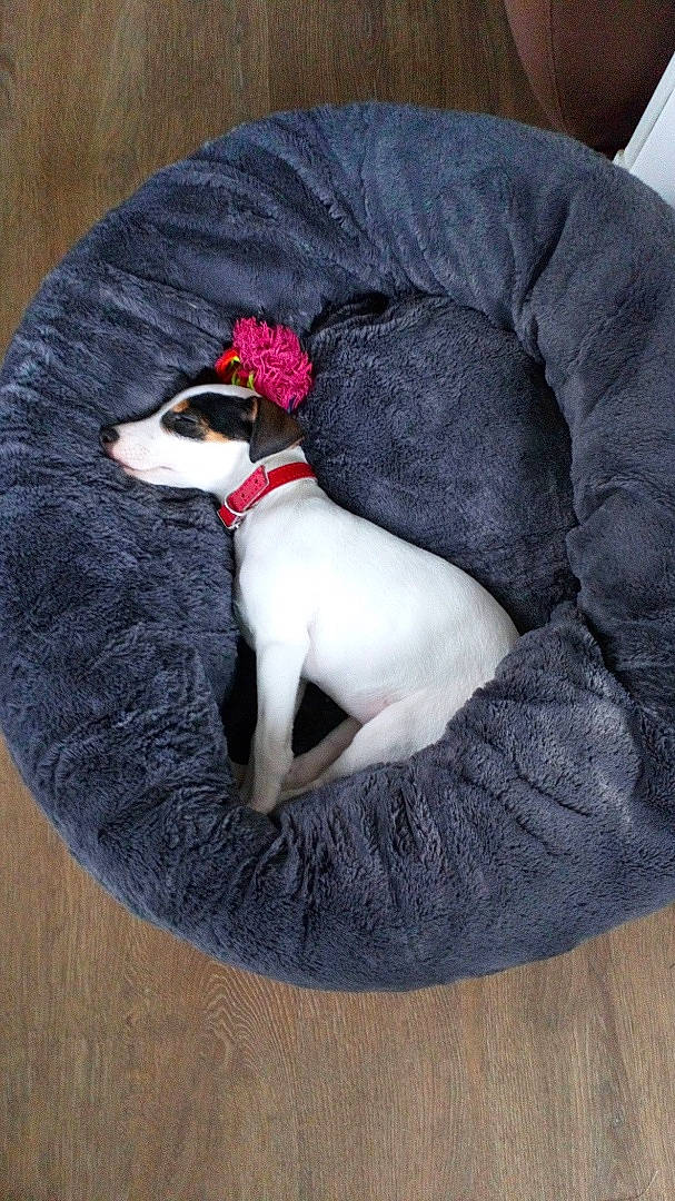 Caipi participe au concours pour gagner de l'argent avec cette photo : carmine, carnivore, collar, comfort, companion_dog, dog, dog_breed, dog_clothes, dog_collar, dog_supply, fawn, grey, pet_supply, sleeve, snout, sporting_group, tail, terrier, toy_dog, working_animal