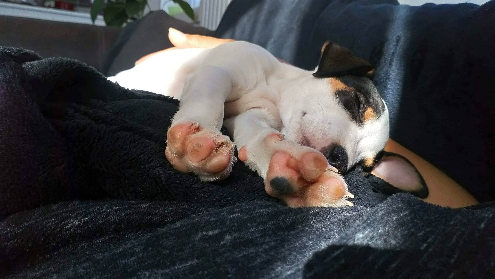 Caipi a rejoint le concours — aidez-le/la à gagner de superbes lots ! carnivore, comfort, companion_dog, couch, dog, dog_breed, ear, fawn, felidae, finger, foot, gesture, hand, human_leg, linens, nail, paw, sitting, toy_dog, whiskers