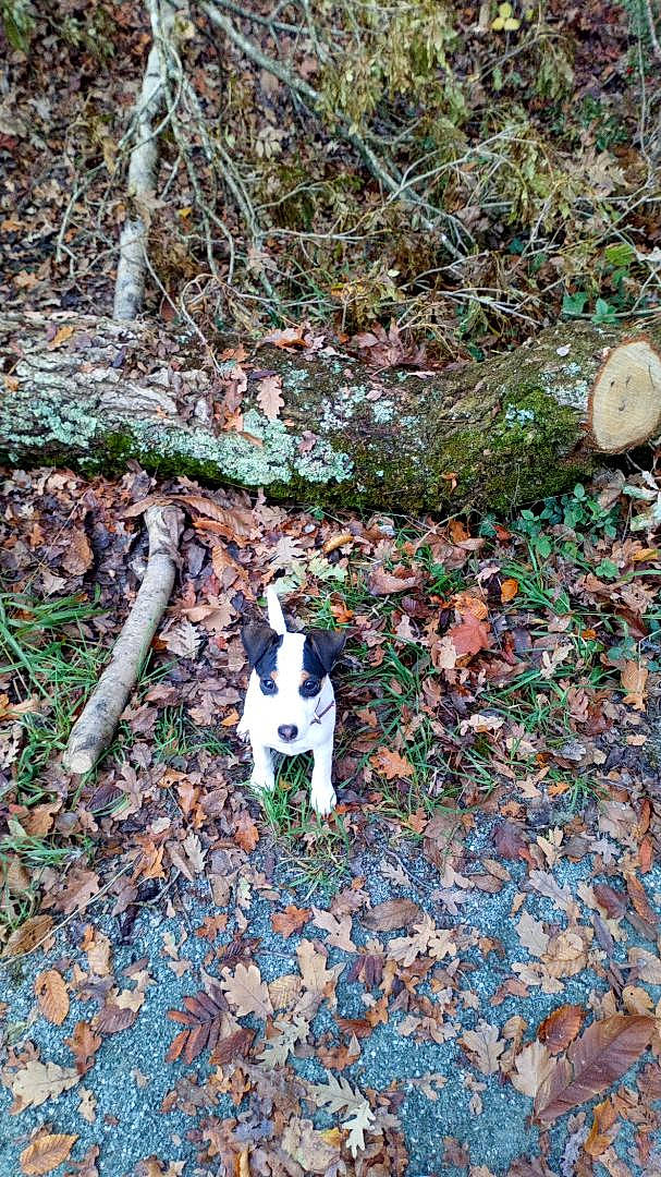 Caipi a rejoint le concours — aidez-le/la à gagner de superbes lots ! art, brick, deciduous, fawn, forest, grass, groundcover, natural_landscape, people_in_nature, plant, shrub, soil, tail, terrestrial_plant, tree, trunk, twig, waste, wood, woodland