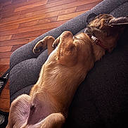 Grogros a rejoint le concours — aidez-le/la à gagner de superbes lots ! dog, couch, indoor, wood_floor, relaxed, lying_down, pet, canine, fur, collar, brown, comfortable, resting, sleeping, animal, domestic, paw, side_view, house, furniture