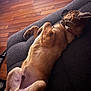 dog, couch, indoor, wood_floor, relaxed, lying_down, pet, canine, fur, collar, brown, comfortable, resting, sleeping, animal, domestic, paw, side_view, house, furniture