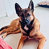 alert, animal, black, brown, canine, companion, dog, domestic, ears, floor, fur, german_shepherd, house, indoor, laying, looking, paw, pet, portrait, relaxed