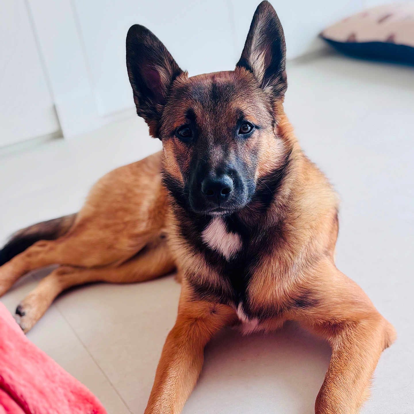 Grogros a rejoint le concours — aidez-le/la à gagner de superbes lots ! alert, animal, black, brown, canine, companion, dog, domestic, ears, floor, fur, german_shepherd, house, indoor, laying, looking, paw, pet, portrait, relaxed
