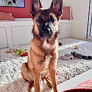 Grogros a rejoint le concours — aidez-le/la à gagner de superbes lots ! animal, attention, bowl, carpet, cute, dog, ears, floor, furniture, home, indoor, natural_light, pet, pink, puppy, sitting, toy, white, window, young