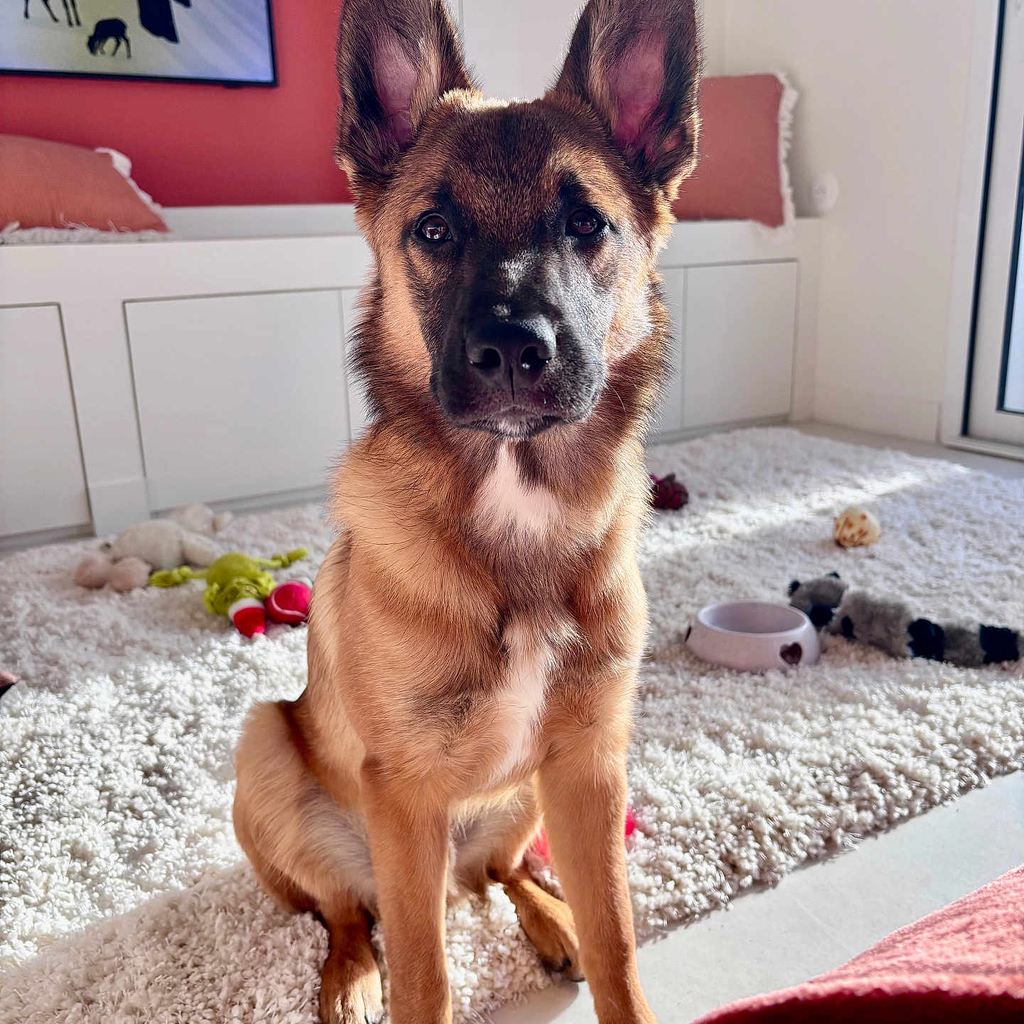 Grogros a rejoint le concours — aidez-le/la à gagner de superbes lots ! animal, attention, bowl, carpet, cute, dog, ears, floor, furniture, home, indoor, natural_light, pet, pink, puppy, sitting, toy, white, window, young