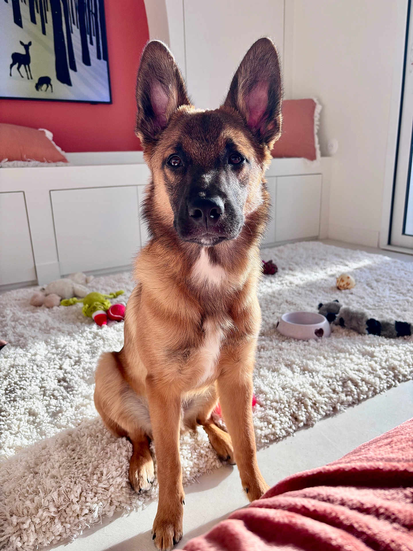 Grogros a rejoint le concours — aidez-le/la à gagner de superbes lots ! animal, attention, bowl, carpet, cute, dog, ears, floor, furniture, home, indoor, natural_light, pet, pink, puppy, sitting, toy, white, window, young
