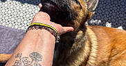 Grogros participe au concours pour gagner de l'argent avec cette photo : animal, arm, bracelets, brown_coat, canine, chin, closeup, companion, dog, fur, happy, mat, outdoor, paw, pet, relaxing, resting, scratching, sunlight, tattoo