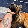 animal, arm, bracelets, brown_coat, canine, chin, closeup, companion, dog, fur, happy, mat, outdoor, paw, pet, relaxing, resting, scratching, sunlight, tattoo