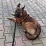 Grogros participe au concours pour gagner de l'argent avec cette photo : animal, black_fur, brown_fur, canine, closeup, dog, domestic_animal, ears, german_shepherd, happy, harness, leash, muzzle, outdoor, pavement, pet, resting, side_view, tail, walking_gear