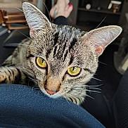 Jax joined the competition — help win amazing prizes! cat, tabby_cat, yellow_eyes, close_up, indoor, furniture, person, lap, curious, pet, whiskers, ears, face, resting, cozy, home, couch, cat_tree, animal, domestic