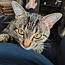 cat, tabby_cat, yellow_eyes, close_up, indoor, furniture, person, lap, curious, pet, whiskers, ears, face, resting, cozy, home, couch, cat_tree, animal, domestic